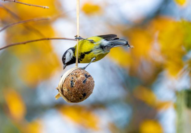 Atelier « Identification des oiseaux de nos villes »