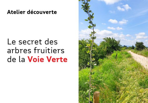 Le secret des arbres fruitiers de la Voie Verte